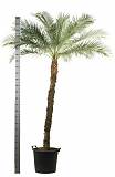 Пальма Финик Робелини - Phoenix roebelenii D45 H240