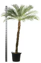 Пальма Финик Робелини - Phoenix roebelenii D45 H240