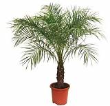 Пальма Финик Робелини - Phoenix roebelenii D20 H100