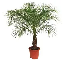 Пальма Финик Робелини - Phoenix roebelenii D20 H100