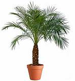 Пальма Финик Робелини - Phoenix roebelenii D25 H130