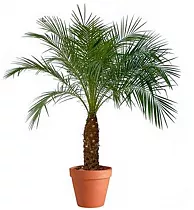 Пальма Финик Робелини - Phoenix roebelenii D25 H130