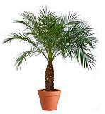 Пальма Финик Робелини - Phoenix roebelenii D30 H160