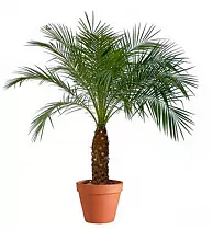 Пальма Финик Робелини - Phoenix roebelenii D30 H160