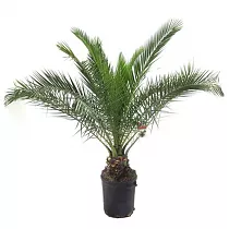 Пальма Финик Канарский - Phoenix canariensis D24 H160