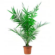 Пальма Финик Канарский - Phoenix canariensis D15 H60