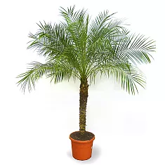 Пальма Финик Робелини - Phoenix roebelenii D30 H150