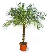 Пальма Финик Робелини - Phoenix roebelenii D30 H150