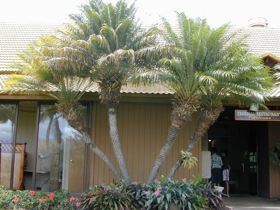 Финиковая пальма 3 метра