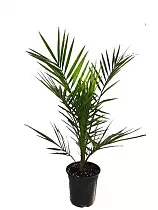 Пальма Финик Канарский - Phoenix canariensis D12 H45