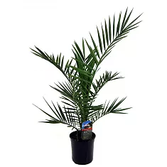 Пальма Финик Канарский - Phoenix canariensis D20 H80