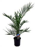 Пальма Финик Канарский - Phoenix canariensis D20 H80