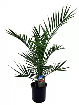 Пальма Финик Канарский - Phoenix canariensis D20 H80