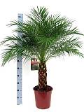 Пальма Финик Робелини - Phoenix roebelenii D25 H120