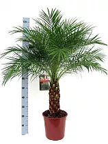 Пальма Финик Робелини - Phoenix roebelenii D25 H120