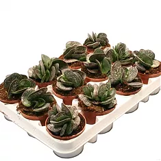 Адромискус Гребенчатый - Adromischus Cristatus D5 H10