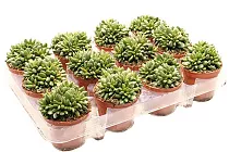 Адромискус Шульдианус - Adromischus  ВSchuldtianus D5 H10