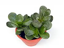 Адромискус пятнистый - Adromischus maculatus D9 H15