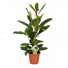 Фикус Циатистипула - Ficus Cyatistipula Zuil D12 H20