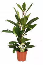 Фикус Циатистипула - Ficus Cyatistipula Zuil D12 H20