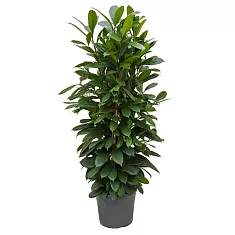 Фикус Циатистипула 3 ствола - Ficus cyathistipula D31 H150