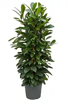 Фикус Циатистипула 3 ствола - Ficus cyathistipula D31 H150