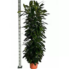 Фикус Циатистипула 3 ствола - Ficus cyathistipula D35 H190