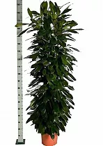 Фикус Циатистипула 3 ствола - Ficus cyathistipula D35 H190