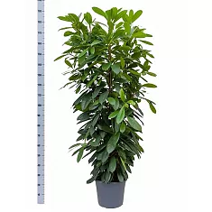 Фикус Циатистипула 3 ствола - Ficus cyathistipula D35 H190