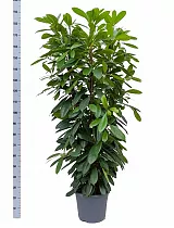 Фикус Циатистипула 3 ствола - Ficus cyathistipula D35 H190