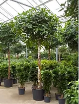 Фикус Циатистипула штамб - Ficus Cyatistipula Zuil D50 H300