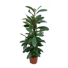 Фикус Циатистипула - Ficus Cyatistipula Zuil D14 H60
