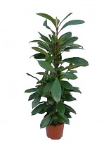 Фикус Циатистипула - Ficus Cyatistipula Zuil D14 H60