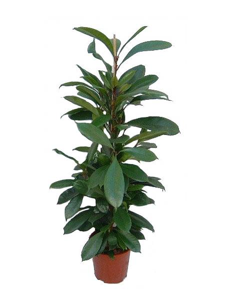 Фикус Циатистипула - Ficus Cyatistipula Zuil D14 H60