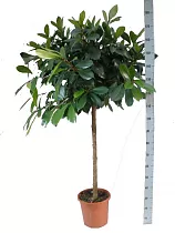 Фикус Циатистипула штамб - Ficus Cyatistipula Zuil D30 H180