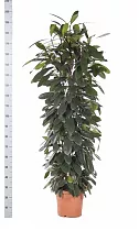 Фикус Циатистипула - Ficus Cyatistipula Zuil D32 H200
