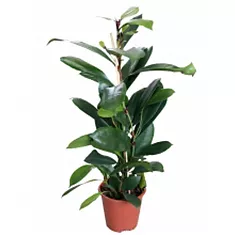 Фикус Циатистипула - Ficus Cyatistipula Zuil D12 H30