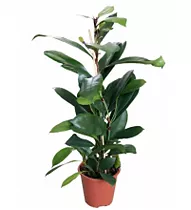 Фикус Циатистипула - Ficus Cyatistipula Zuil D12 H30