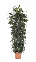 Фикус Циатистипула - Ficus Cyatistipula Zuil D32 H180