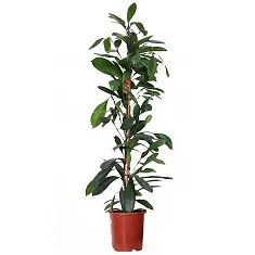 Фикус Циатистипула - Ficus Cyatistipula Zuil D21 H110