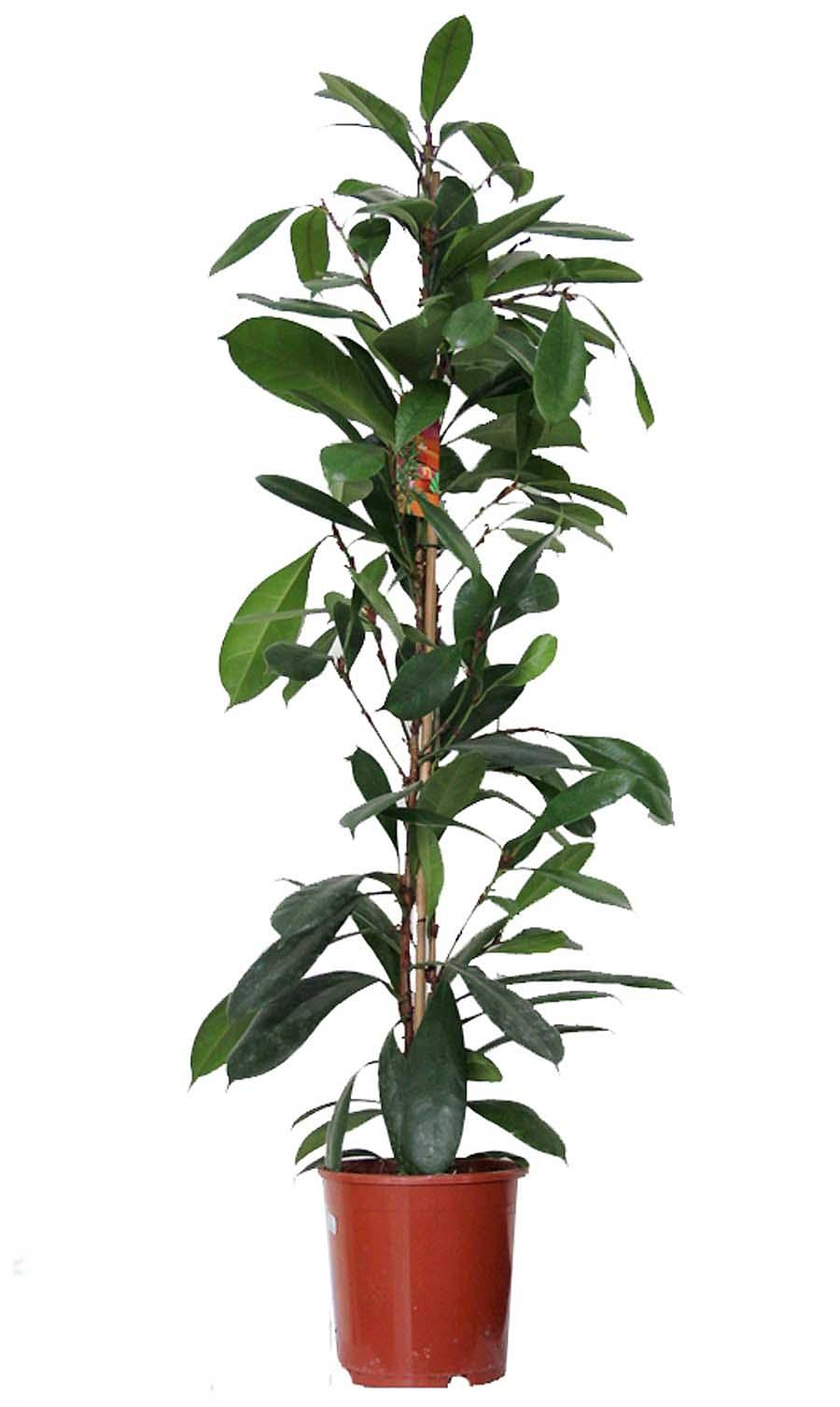 Фикус Циатистипула - Ficus Cyatistipula Zuil D21 H110
