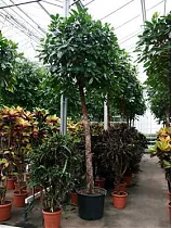 Фикус Циатистипула штамб - Ficus Cyatistipula Zuil D45 H250