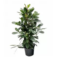 Фикус Циатистипула 3 ствола - Ficus Cyatistipula Zuil D21 H100
