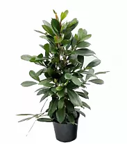Фикус Циатистипула 3 ствола - Ficus Cyatistipula Zuil D21 H100
