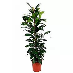 Фикус Циатистипула - Ficus Cyatistipula Zuil D21 H130