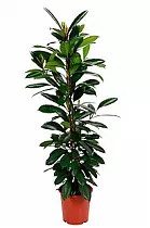Фикус Циатистипула - Ficus Cyatistipula Zuil D21 H130