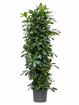 Фикус Циатистипула - Ficus Cyatistipula Zuil D31 H160