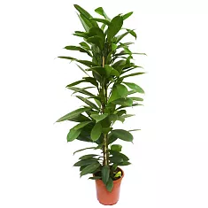 Фикус Циатистипула - Ficus Cyatistipula Zuil D24 H120