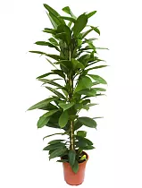 Фикус Циатистипула - Ficus Cyatistipula Zuil D24 H120