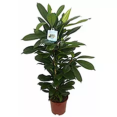 Фикус Циатистипула - Ficus Cyatistipula Zuil D14 H70
